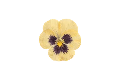 Une pensée jaune délicate sur fond transparent, symbolisant le souvenir et l'apaisement pour la porte Lire, écouter, voir