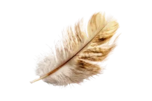 Plume évoquant l'apaisement, la douceur et l'expression des émotions face à la perte d'un animal.