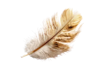 Plume soyeuse aux tons bruns et naturels sur fond transparent, symbolisant la douceur et le réconfort de la lettre de soutien hebdomadaire.
